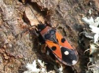 HETEROPTERA: CHIAVI DICOTOMICHE